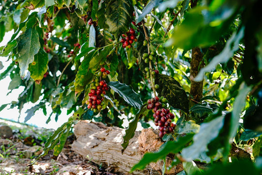 Les enjeux environnementaux de la production de café
