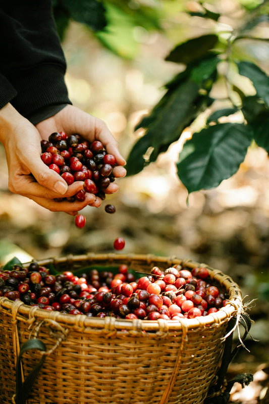 L'origine du café à aujourd'hui