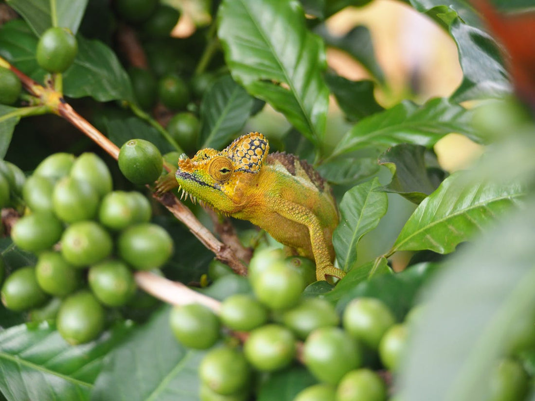 Biodiversité et café : de la monoculture aux systèmes agroforestiers